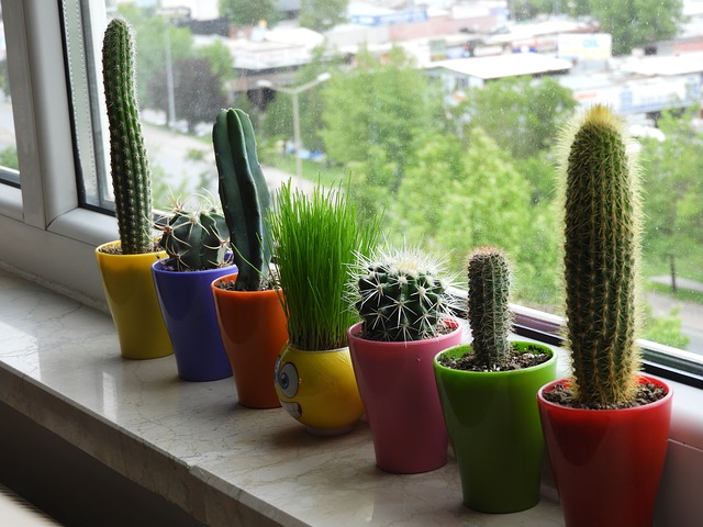 kaktusy na okně